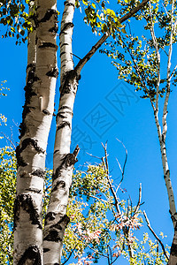 伯奇树与清蓝的天空对立图片