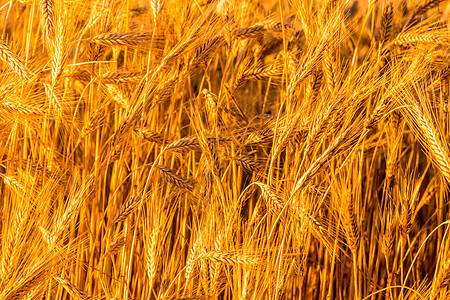 夜晚的阳光照亮了年轻的黑麦金色耳朵 农业概念和谷物种植的概念 笑声 掌声栽培农田背景小麦场地大麦玉米土地金子生长背景图片