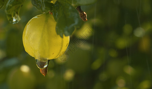 在雨下拔除鹅莓植物群生长园艺素食主义者浆果天气花园树叶水果食物图片