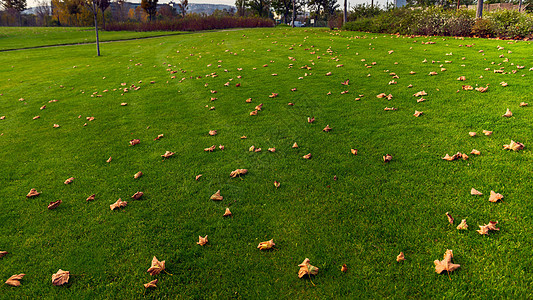 公园绿草坪场地树叶操场高尔夫球院子植物草地足球生长绿色图片
