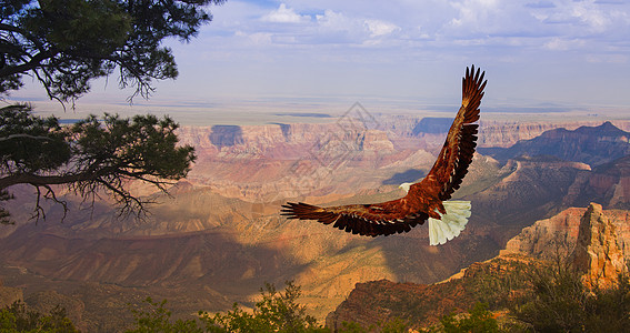 美国大峡谷上空的鹰图片