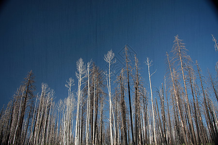 燃烧森林野火分支机构风景生活农村烧伤破坏环境生态国家图片