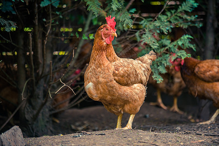 家禽养鸡场的鸡鸡吃东西宠物小鸡院子乡村居住种子栖息地育肥农业母鸡图片