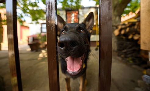在外面长大的狗狗宠物守护鼻子舌头伙伴笨蛋犬类伴侣猎犬朋友图片