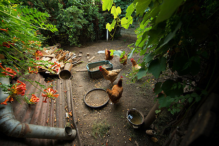 家禽养鸡场的鸡鸡吃东西居住食物棕色家畜羽毛院子母鸡动物宠物小鸡图片