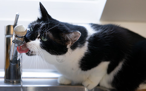 女性黑白雌猫饮水自装袋的水龙头c图片