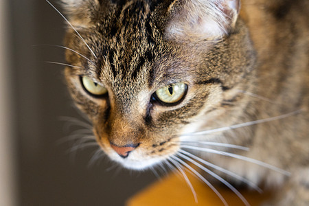 一只猫头的近身 棕色猫眼看着绿眼睛魅力白色男人小猫猫咪宠物黑鼻子蓝眼睛胡须毛皮图片