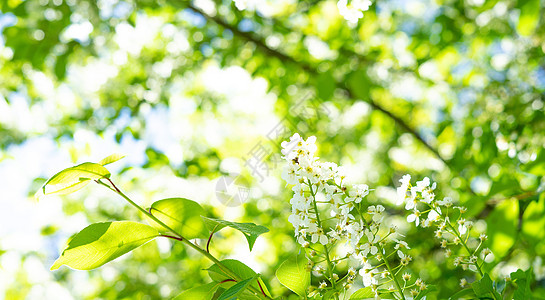 春天樱桃树开花 白花如自然回春樱花植物群环境公园果园太阳背景风景花瓣植物图片