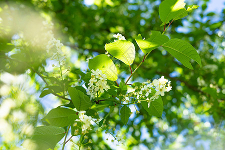 春天樱桃树开花 白花如自然回春风景阳光晴天花园环境植物群蓝色果园植物生长图片