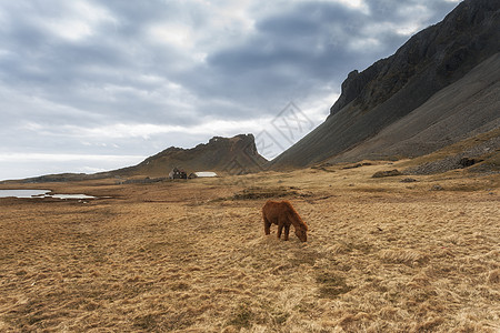 棕色马赛特接力量哺乳动物丘陵野马马术天空野生动物鬃毛缰绳草地图片