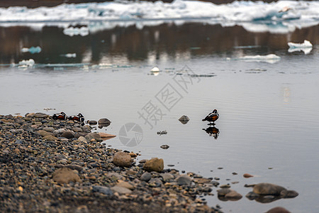 冷水中小带居住荒野鸟类地面手表动物鸭子动物群野生动物翅膀图片