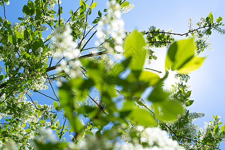 春天樱桃树开花 白花如自然回春晴天植物群公园花瓣果园阳光园艺植物樱花太阳图片