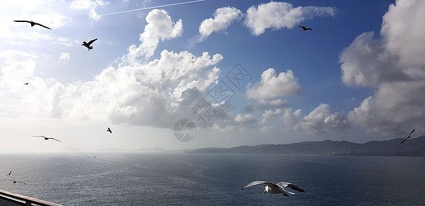 海鸥鸟在海上飞过船尾白鸟 满载乌云的白鸟天空蓝色海滩荒野太阳航班海洋日落羽毛野生动物图片