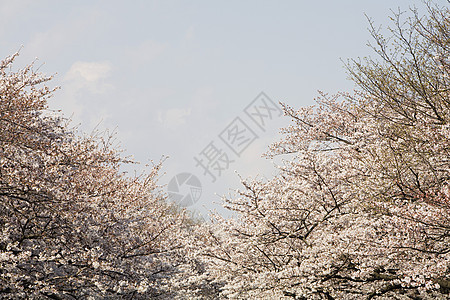 Bloom的樱桃树空间自然世界植物生命樱花落叶蓝天空格处植物群天空图片