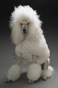 灰色背景的白面条狗狗犬类宠物家畜贵宾家养狗发型影棚美容哺乳动物图片