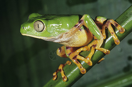 绿树青蛙合干树蛙野生动物前景动物叶子绿色两栖图片