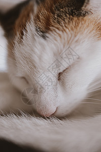 可爱的白红小睡猫特写宠物动物鼻子小憩哺乳动物猫科动物睡眠白色休息小猫图片