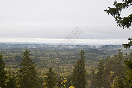 芬兰北卡雷利利亚地区的松树林公园岩石绿色松树树木旅行国家森林图片