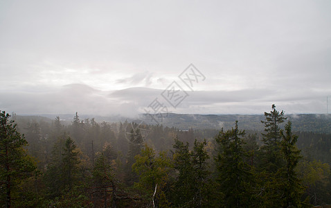 芬兰北卡雷利利亚地区的松树林岩石森林公园旅行国家树木绿色松树图片