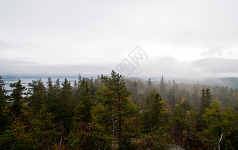 芬兰北卡雷利利亚地区的松树林旅行绿色公园松树森林岩石树木国家图片