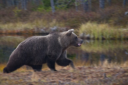 芬兰Kainuu地区的棕熊褐熊小屋动物群捕食者风景棕色森林幼兽环境针叶林食肉图片