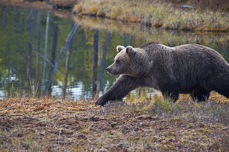 芬兰Kainuu地区的棕熊褐熊针叶林哺乳动物动物群棕色森林野生动物女性食肉危险幼兽图片