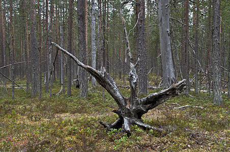 位于芬兰东部国家公园的森林天空绿色旅行公园石头农村国家蓝色溪流荒野图片
