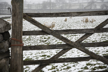 在围栏后面的雪地上放牧动物场景风景薄雾眼神风光降雪降雪量田园家畜图片