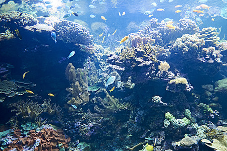 广阔海洋中彩色明亮的鱼热带鱼盐水水族馆动物群荒野海洋生物橙子小丑珊瑚礁潜水图片