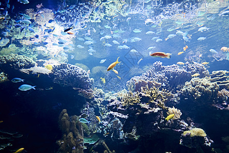 广阔海洋中彩色明亮的鱼海洋生物盐水情调动物热带异国观赏鱼海上生活蓝色橙子图片