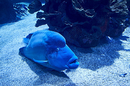 拿破仑鱼在海沙上游泳潜水员动物海豹盐水脂肪钓鱼异国蓝色生活阳光图片