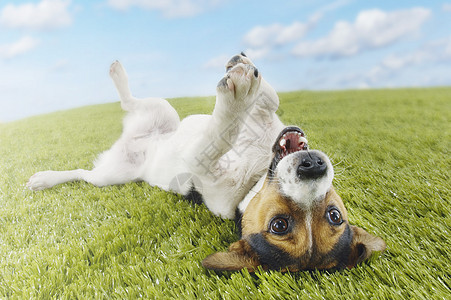 躺在草地伸展爪子的背上动物犬齿影棚宠物小狗背部猎犬俏皮天空家畜图片