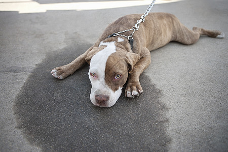 在人行道上躺着的无聊狗狗腰带宠物家养犬类衣领主题动物视图哺乳动物友谊图片