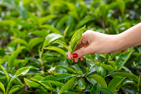 近距离 女孩轻轻地从山上高处的绿树丛中收集茶叶顶端叶子热带收成农村高地女士植物场地场景农场农田图片