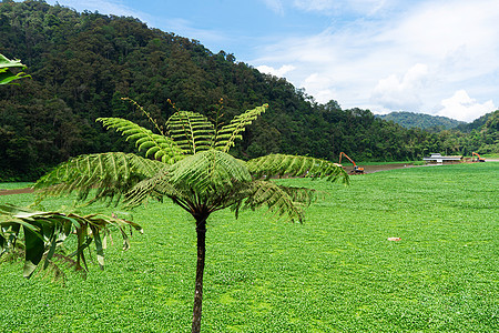 在湖边有绿色植物的Fern 自然风景 天然地貌图片