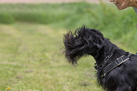 Schnauzer 狗防犬训练图片