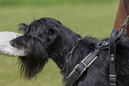 Schnauser狗被咬进狗咬的垫子图片