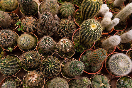 店主工厂的仙人掌 在锅里有不同形状植物群沙漠生长花园风格花盆艺术装饰植物植物学图片