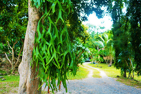 不寻常的野生树 奇怪的植物特写骨科吊灯鹿角热带雨林植物群叶子水龙生物学枝形图片