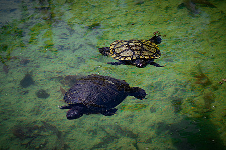 2个池塘滑板海龟Trachemys剧本a在池塘中游泳热带生物学异国爬虫公园爬行动物乌龟野生动物太阳照片图片