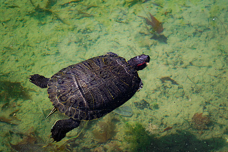 池塘滑板海龟Trachemys剧本a正在池塘中游泳岩石热带宠物生物学野生动物公园太阳荒野生活动物园图片