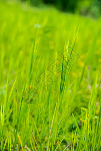 年青麻草场地绿色叶子杂草环境生长植物草地花园季节图片