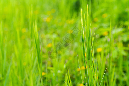 年青麻草植物绿色草地季节场地生长杂草叶子环境恐慌图片