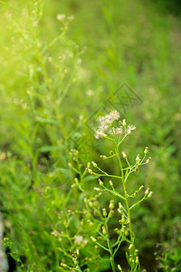 小铁毛紫色灰蓬绿色场地生长季节白色植物植物群铁草图片