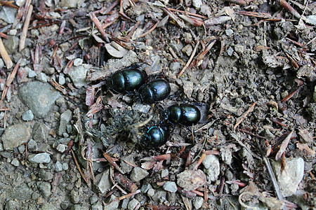森林里有许多甲虫宏观动物群荒野昆虫野生动物石头图片