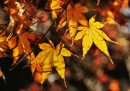 美丽的树叶叶子棕色生长风景饱和色美味掌状公园花园框架图片