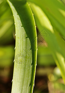 植物叶子图片