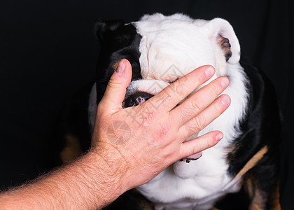 用黑色背景阻止英国斗牛犬的手图片