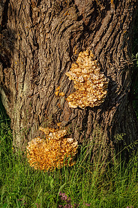 硫架菌株真菌橡木植物群植物学植物硫磺环境树林货架生态树干图片
