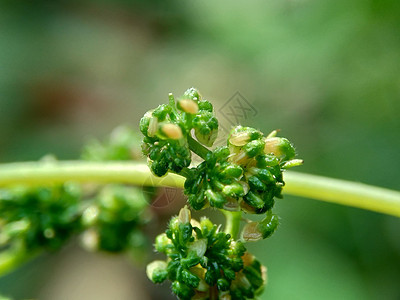 有自然背景的拉波提亚花 印度尼西亚称它为晚起或杰拉唐叶子荒野纤维植物群阳光荨麻草本植物花园植物药品图片